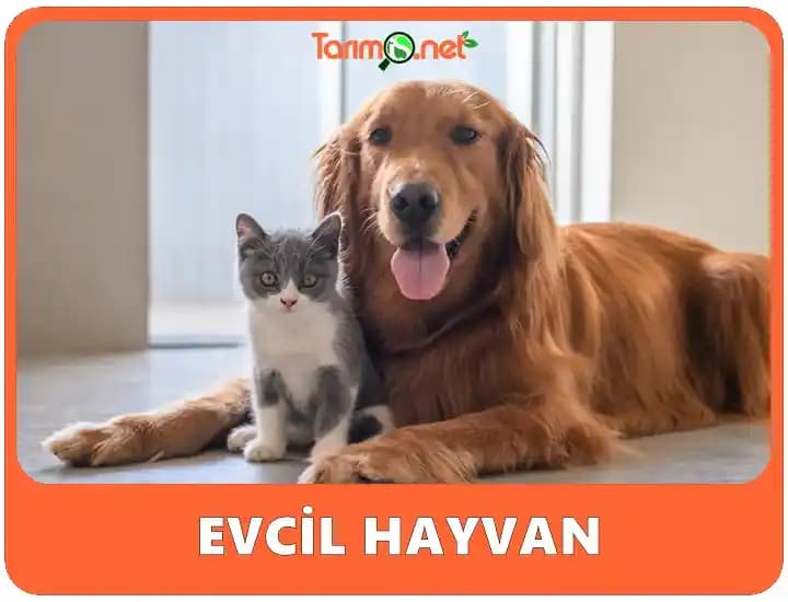 Yiyecek ve Ev İhtiyaçları Bütçesini Etkin Yönetme Yöntemleri ve Tasarruf Stratejileri