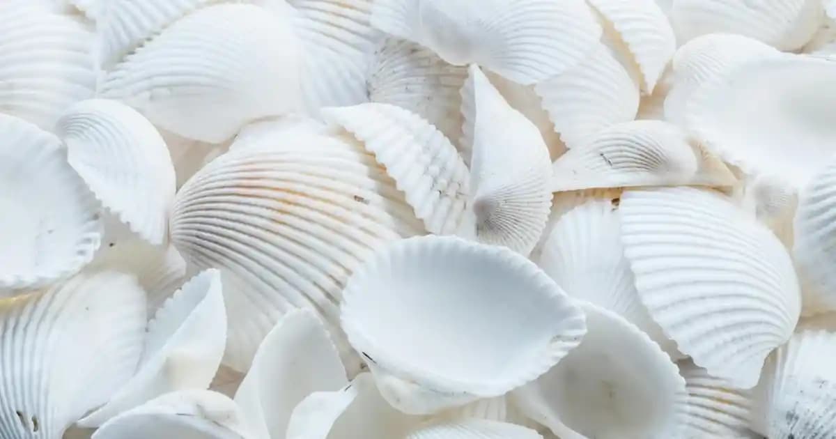 Altın Ayıcık Nedir ve Neden Süpermarketlerde Popüler Bir Hediye Seçeneği