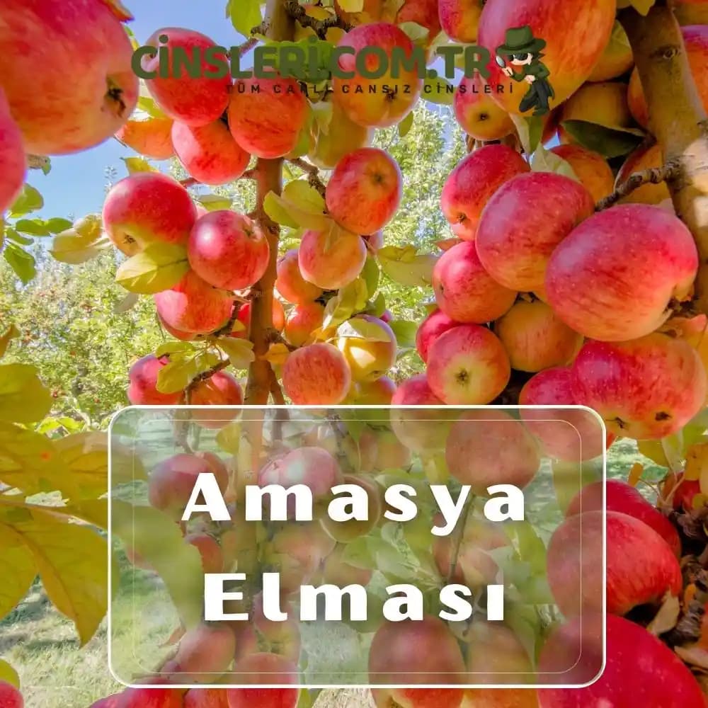 Amasya Elması: Tarih ve Doğanın Büyüleyici Birlikteliğiyle Lezzetli Bir Meyve
