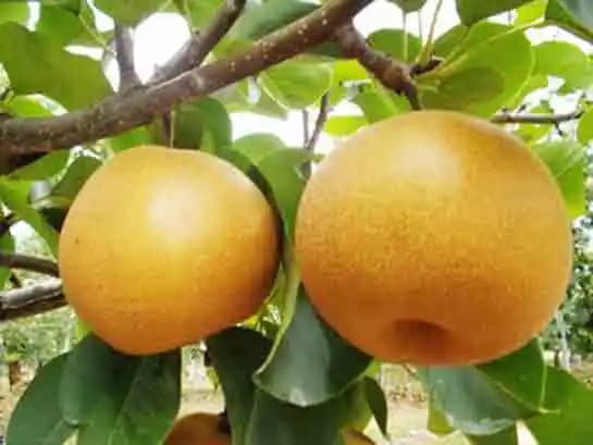 Armut Nişası Nedir ve Olgunlaşma Sürecinde Doğru Zamanlama Nasıl Anlaşılır