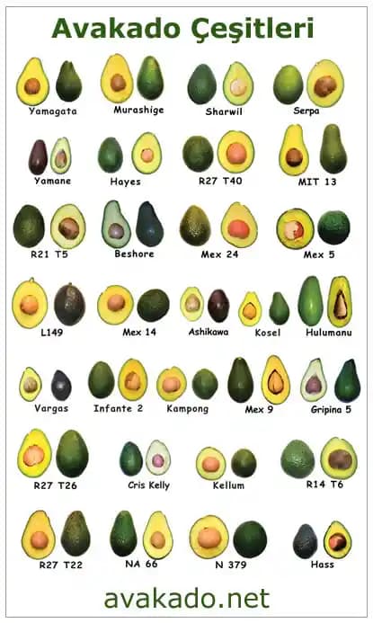 Avokado Çeşitleri ve Özellikleri: Sağlıklı Yaşam İçin Bilmeniz Gerekenler
