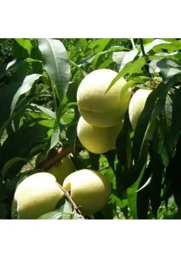 Bayramiç Beyazı Fidanı: Tarım ve Kültürde Öne Çıkan Sembol ve Yatırım Fırsatı