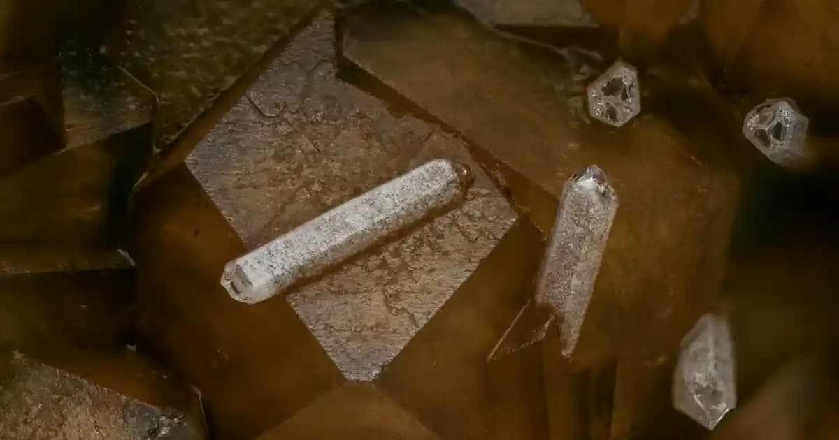 Bim Bisküvileri: Ekonomik Fiyatlarıyla Geniş Ürün Yelpazesi ve Marketteki Yeri