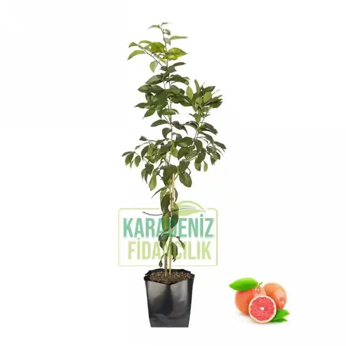 Büyük Greyfurtun Sağlığa Faydaları ve Lezzetli Kullanım Alanları