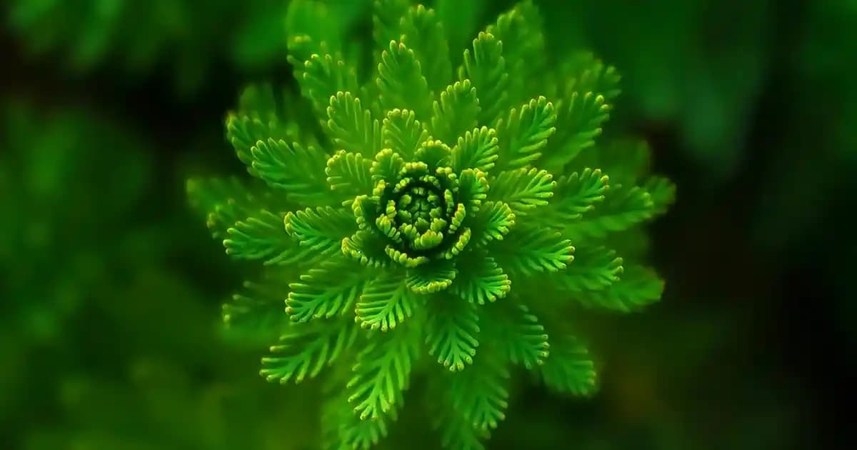 Diyarbakır Kırmızı Şarap ve Buzbağ Markasının Tarihçesi ve Özellikleri