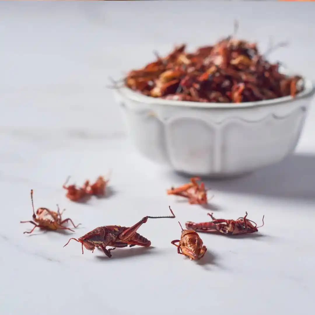 Eczanede Satılan Güvenilir ve Etkili Hamam Böceği İlaçları Hakkında Bilgi