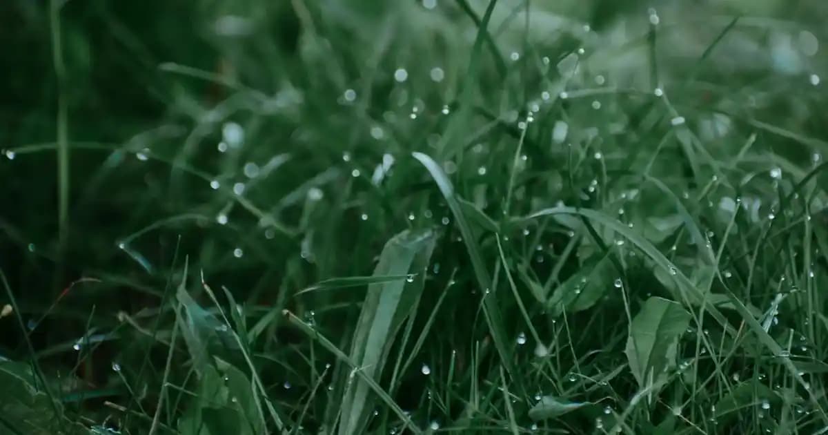 En Etkili Uyuz İlacı ve Tedavi Yöntemleri Hakkında Güncel Bilgiler