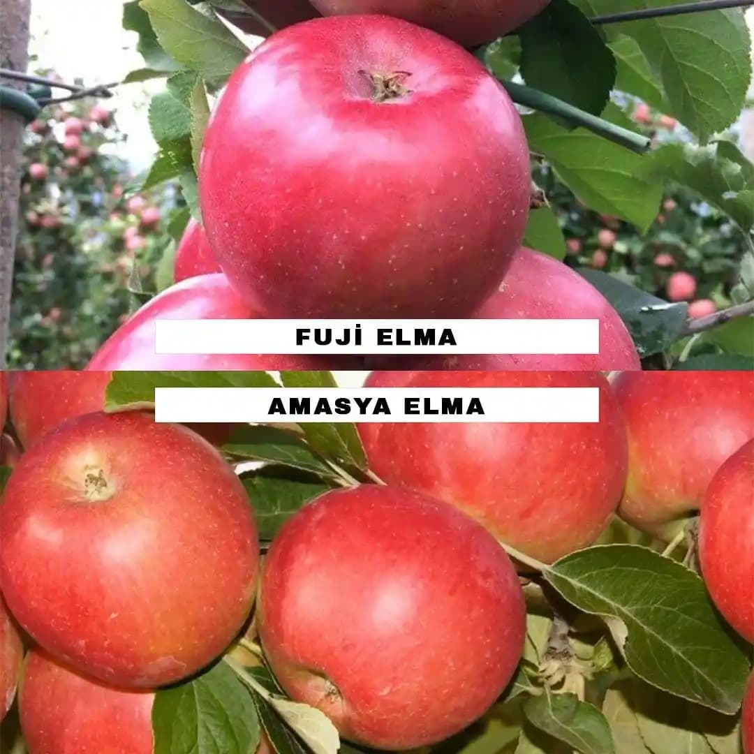 Fuji Elması Nedir, Özellikleri ve Süpermarketlerde En İyi Nasıl Seçilir