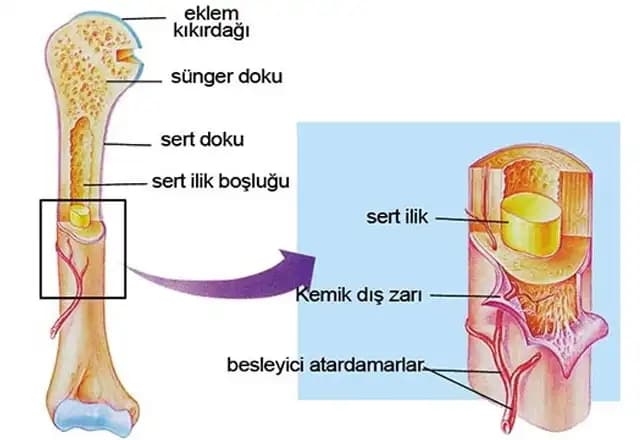 İlik Kemik Nedir, Sağlığa Faydaları ve Marketlerdeki Ürünler Hakkında Bilgi