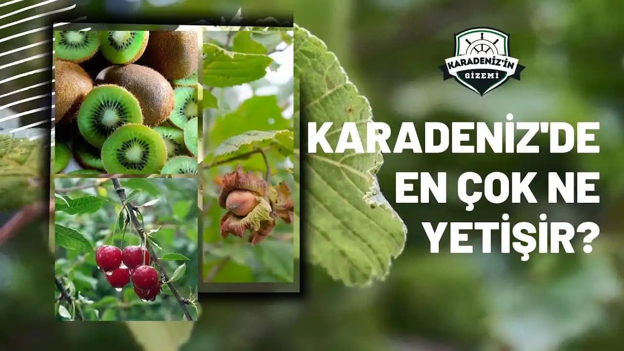 İzmir'in Bereketli Topraklarından Gelen Sağlıklı ve Lezzetli Ürünler Hakkında Bilgi