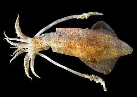 Kalamar Canlısı Satın Alma, Saklama ve Hazırlama İpuçlarıyla Denizden Sofranıza Tazelik Katın