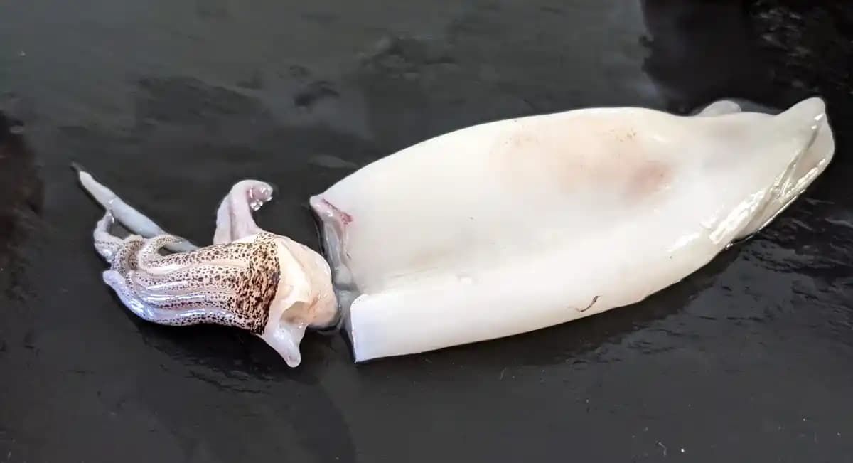 Kalamar Protein İçeriği ve Sağlığa Faydaları Hakkında Detaylı Bilgi