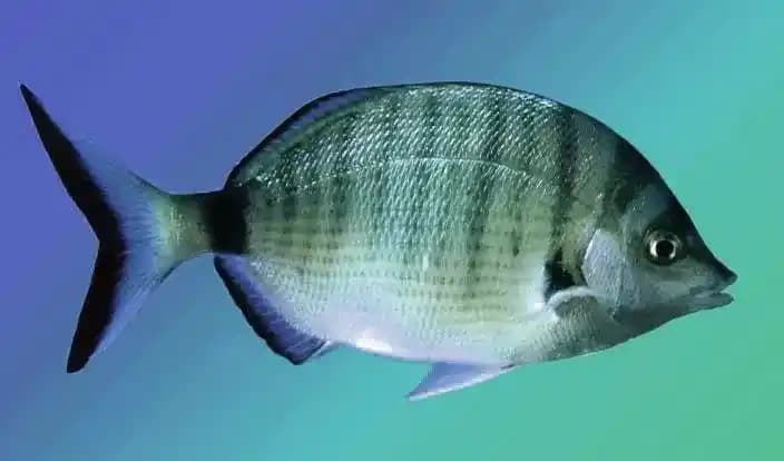 Karagöz Balık Nedir ve Süpermarketlerde Tazelik ile Lezzetli Seçenekler