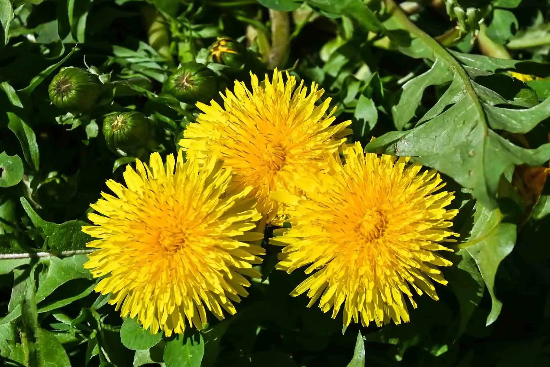 Karahindiba Faydaları ve Kullanım Alanları Sağlıklı Yaşam İçin Bilmeniz Gerekenler