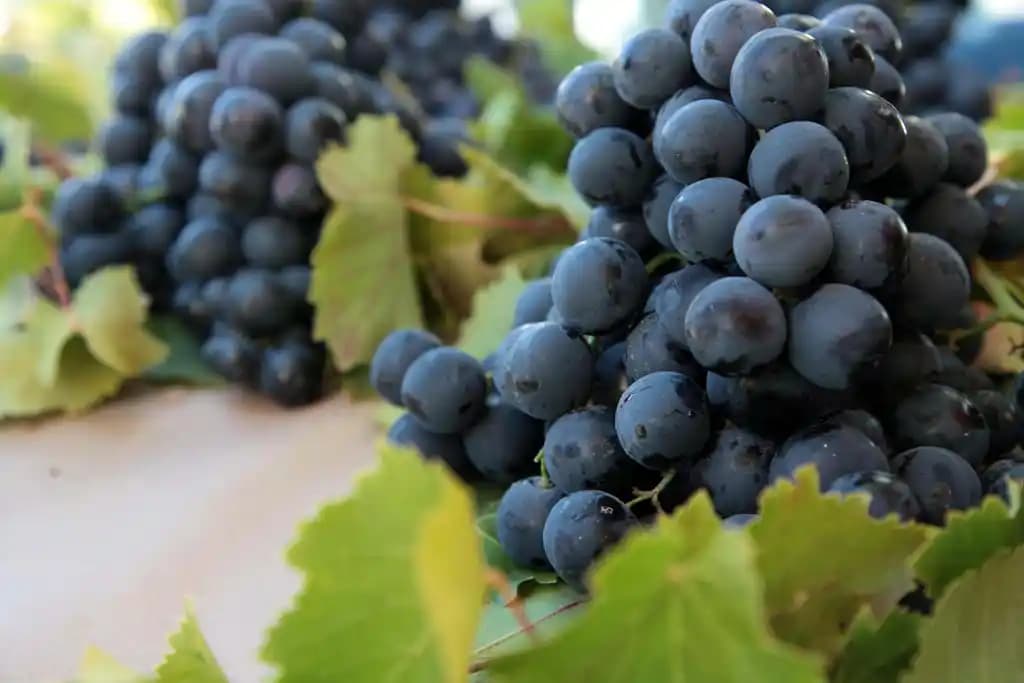 Kavacık Üzümü: Karadeniz Bölgesinin Doğal ve Sağlıklı Meyvesi