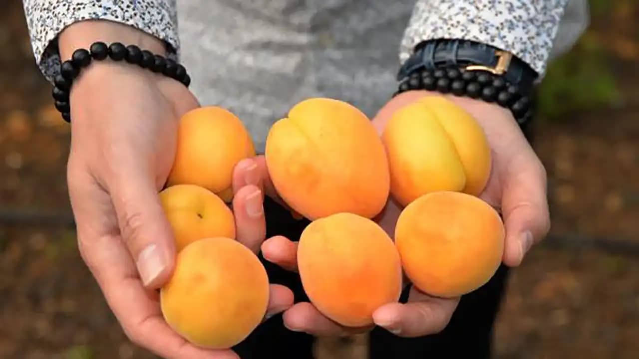 Kayısı Kilosunun Belirlenme Nedenleri ve Doğru Alışveriş İpuçları