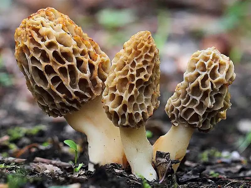Kuzu Göbeği Mantarının Fiyatları ve Sağlığa Faydaları Hakkında Detaylı Bilgi
