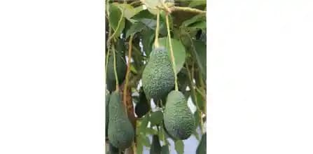 Marketlerde Avokado Tohumu: Sağlıklı Yaşam ve Doğal Güzellik İçin Kullanım Rehberi