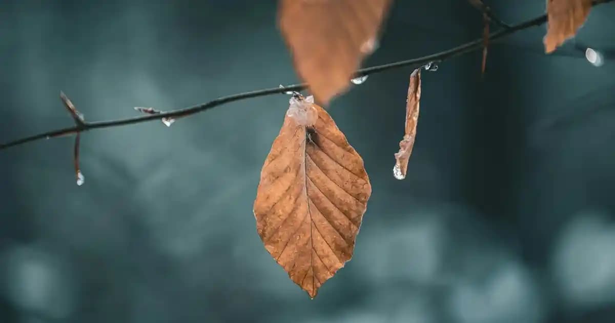 Migros'ta Geniş Blender Seti Seçenekleri ve Uygun Fiyatlı Mutfak Çözümleri