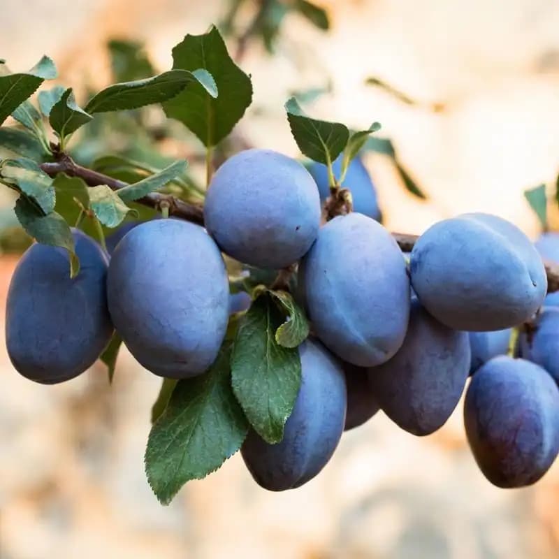 Mürdüm Erik Nedir Sağlık ve Lezzet Sunan Eşsiz Bir Meyvedir