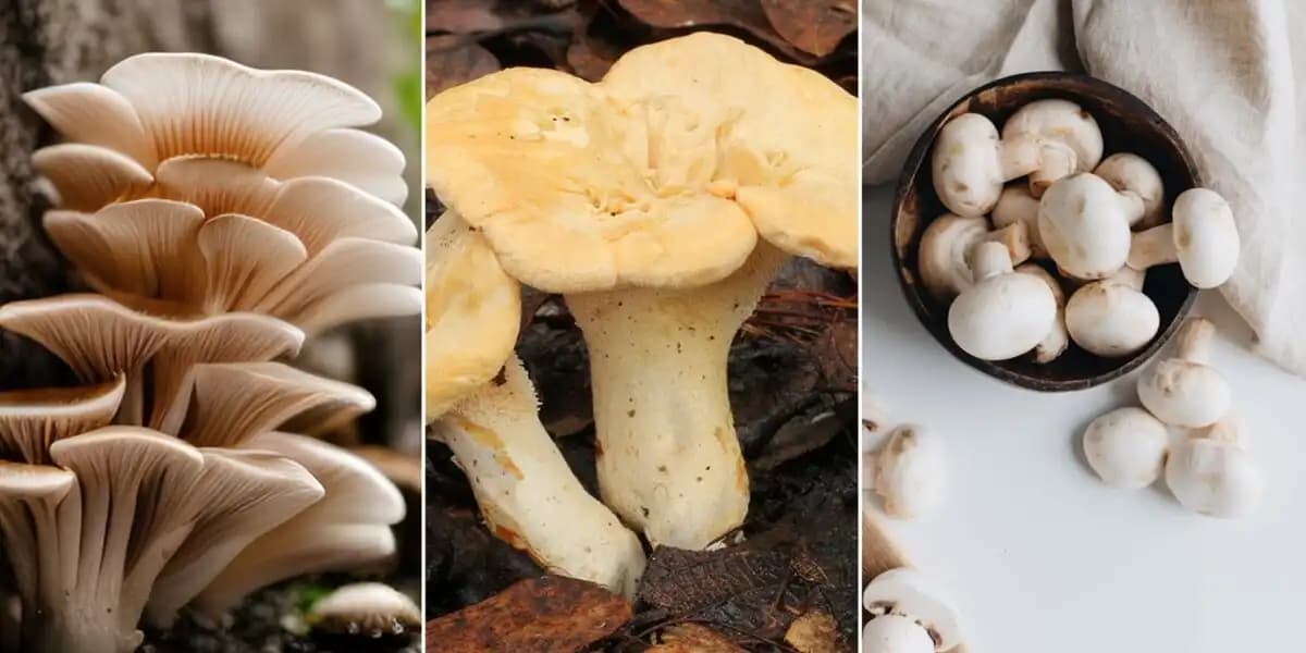 Pahalı Mantar Çeşitleri: Trüf ve Porcini'nin Gastronomideki Yeri ve Değeri