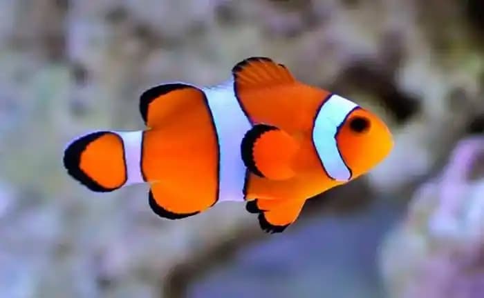 Pez Marketteki Yeri ve Güncel Trendler Hakkında Kapsamlı Bilgi