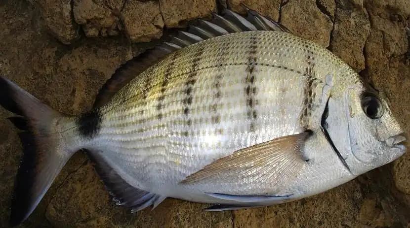 Sargoz Nedir Sağlıklı ve Lezzetli Bir Deniz Ürünü Seçeneği