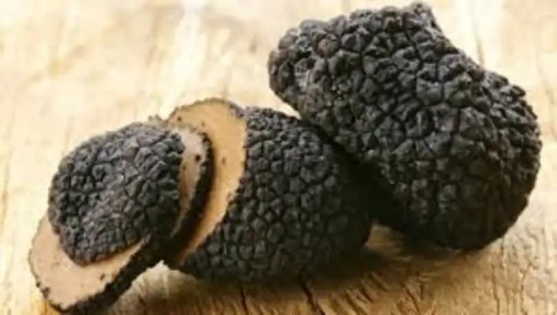Trüf Mantarı Nedir ve Gastronomideki Yeri Hakkında Kapsamlı Bilgi