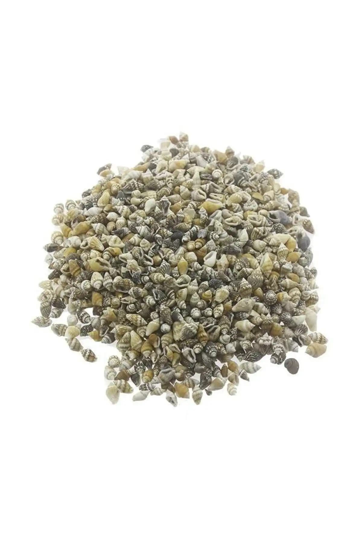 Natural Minik Deniz Kabukları Nassa Shell 100 Adet Doğal ve Estetik Dekoratif Malzeme