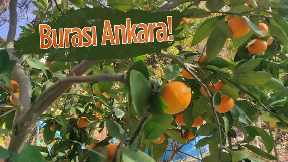 Ankara'da Yetişen Meyve ve Sebzeler: İklim ve Toprak Koşullarının Tarıma Etkisi