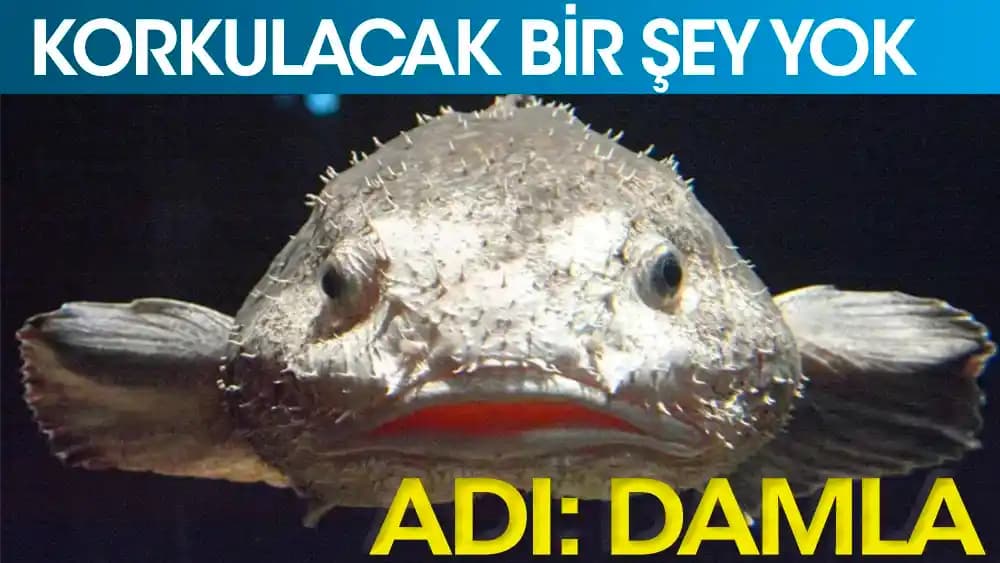 Damla Balığı Hakkında Arama Sonuçları ve Bilgi Eksikliği Üzerine Kapsamlı İnceleme