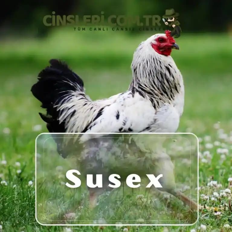 Driveshaft ve U-Joint Bakımında Kritik Noktalar ve Doğru Yağlama Yöntemleri