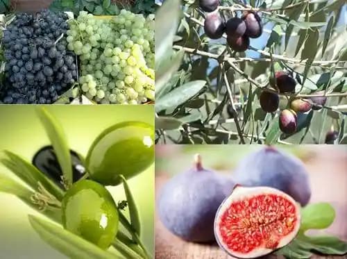 Ege Bölgesi'nde Yetiştirilen Ora-pro-nobis Meyvesi ve Sağlık Açısından Önemi