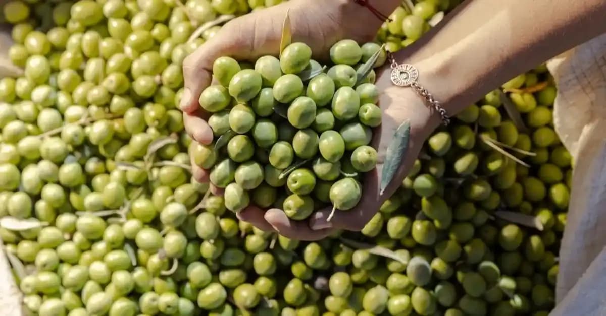 Ege Bölgesinde Yetişen Tarım Ürünleri ve Bölgesel Tarım Potansiyelinin Değerlendirilmesi