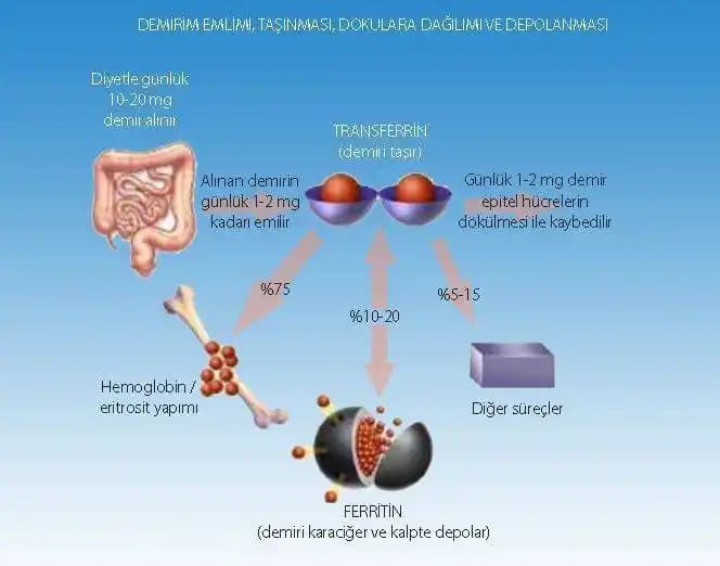 Ferritin Takviyesi: Demir Eksikliği ve Sağlıklı Kullanım Rehberi