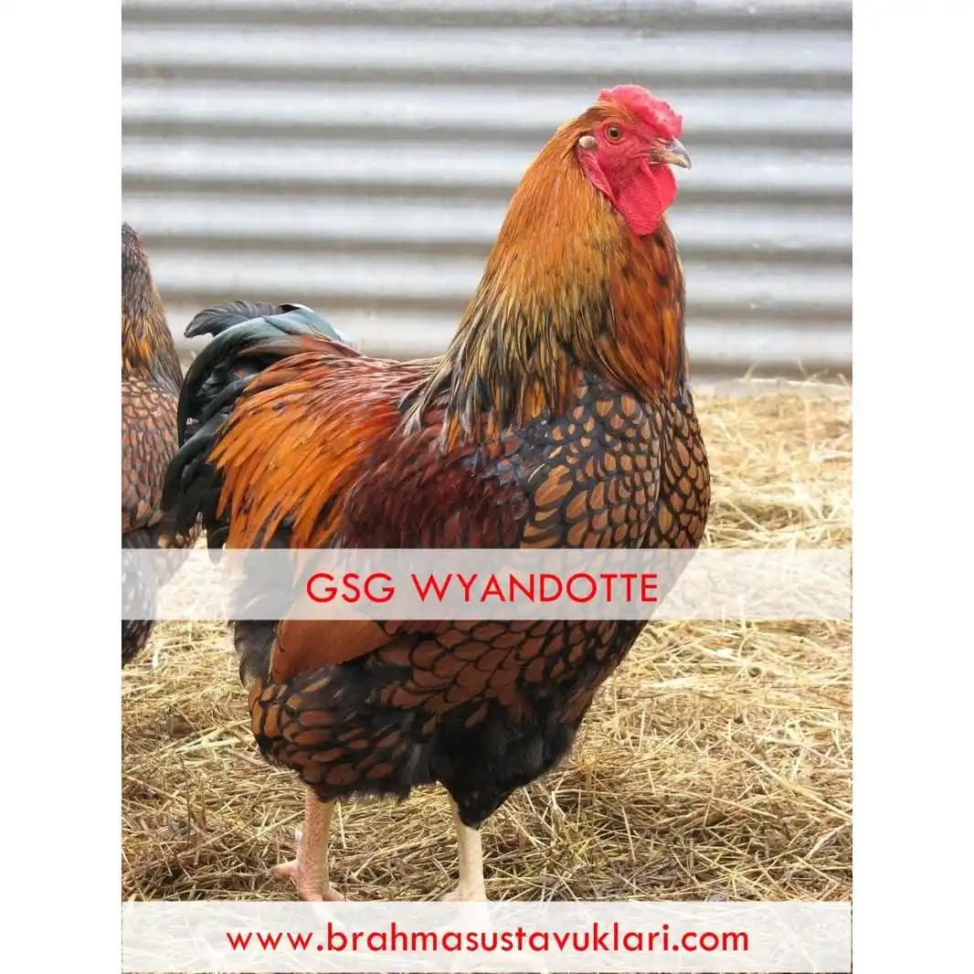 Gmail: Google'ın Çok Fonksiyonlu E-posta Hizmeti ve İletişim Platformu Özellikleri