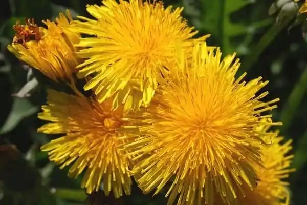 Hindiba Otu ve Sürdürülebilir Ambalaj Çözümleri: Çevre Dostu Ürün Sunumu