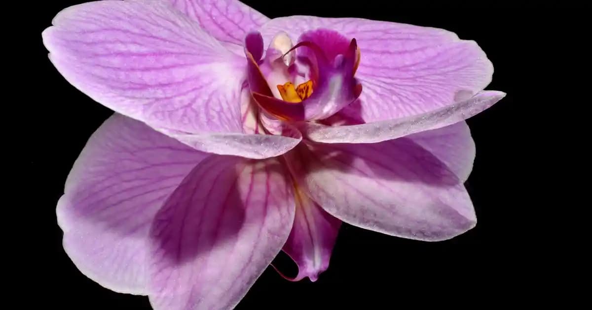 İçli Köfte Fiyatları: Malzeme, Üretim ve Satış Noktalarının Etkisi Üzerine Genel Değerlendirme