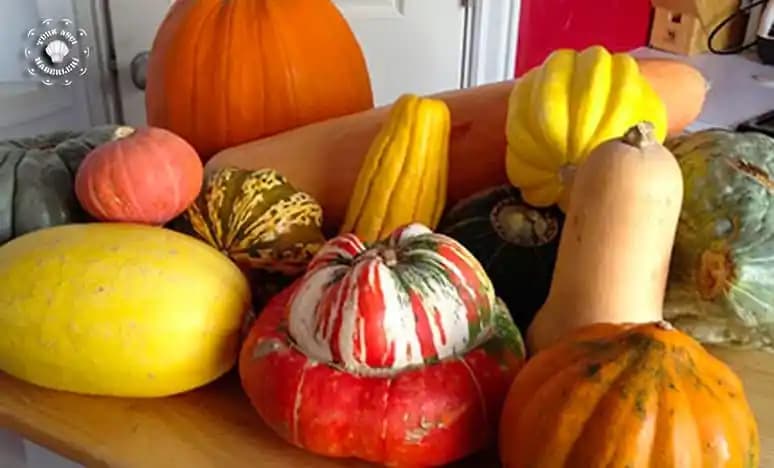 Kabak Çeşitleri ve Özellikleri: Kestane ve Bal Kabağı Genotipleri ile Doğal Ürünler