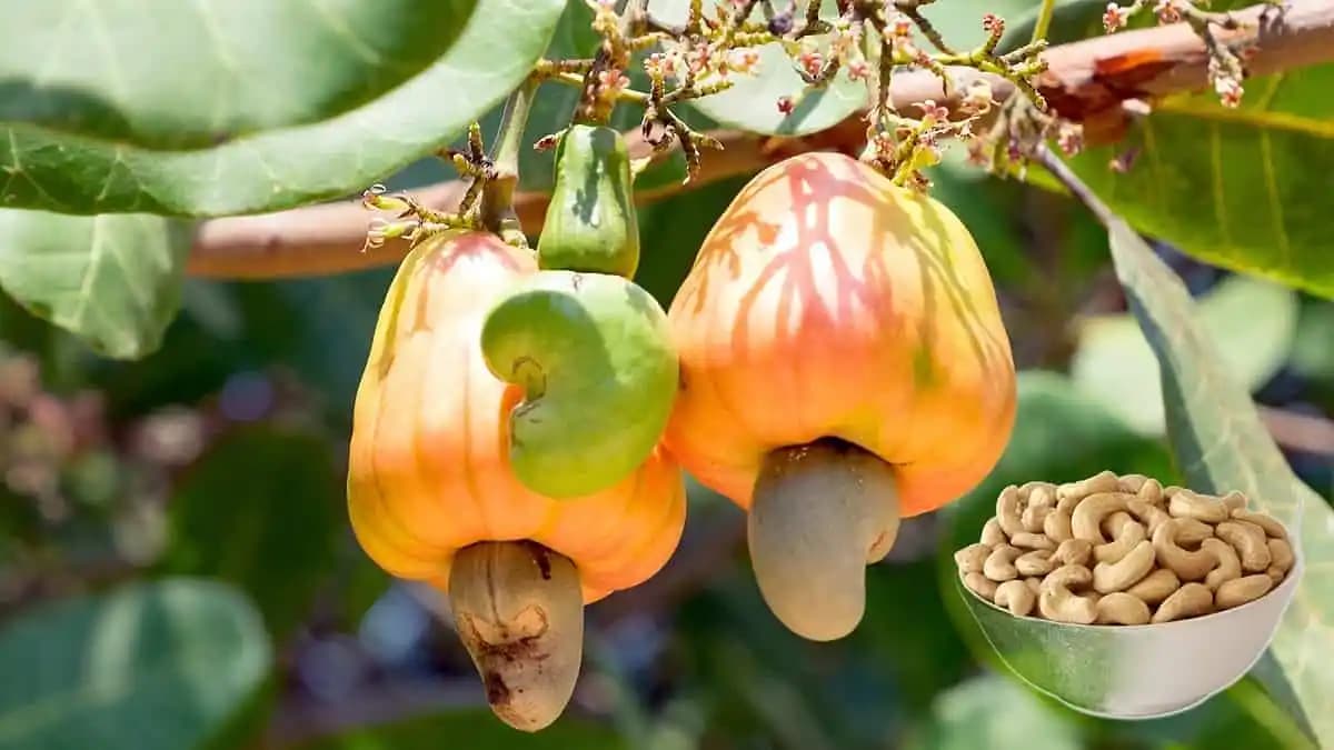 Kaju Meyvesi ve Faydaları: Tropikal Meyvenin Besin Değeri ve Genel Bilgiler