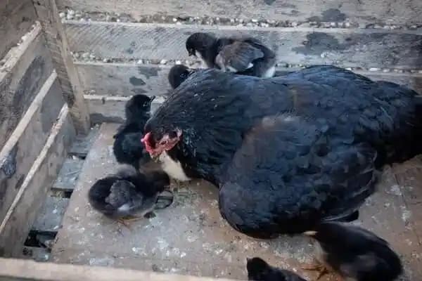 Kara Tavuk Eti Hakkında Dijital Bilgi Eksikliği ve Teknolojinin Rolü