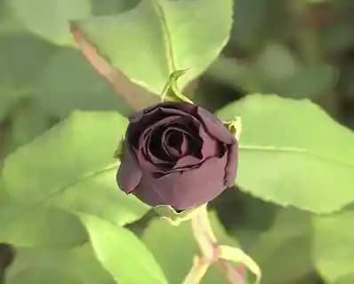 Karagül Bitkisi Hakkında Ev ve Bahçe Ürünlerinde Bilgi Eksikliği ve Değerlendirme