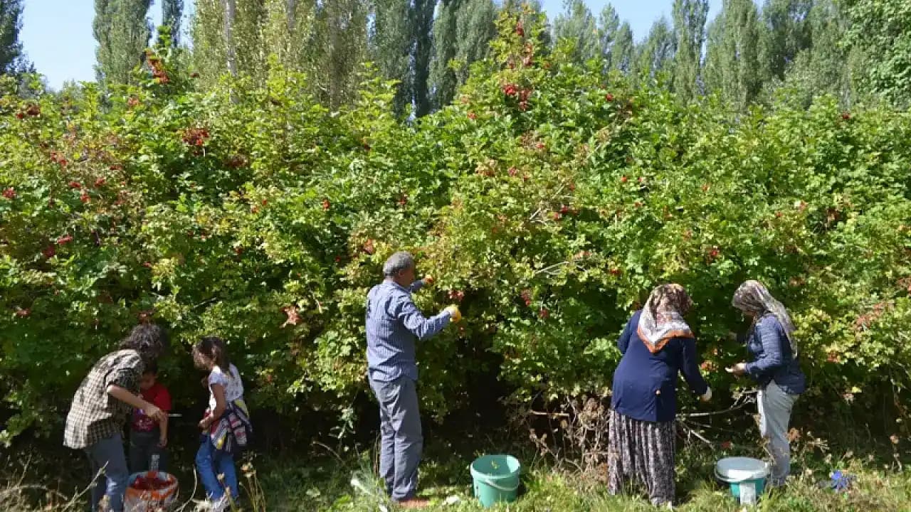 Kayseri'de Elma, Armut ve Kiraz Yetiştiriciliği: Coğrafi ve İklimsel Etkiler