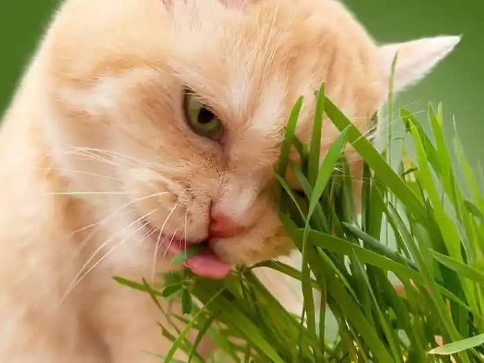 Kedi Çimi ve Normal Çim Arasındaki Farklar: Kullanım ve Bitki Türleri Analizi