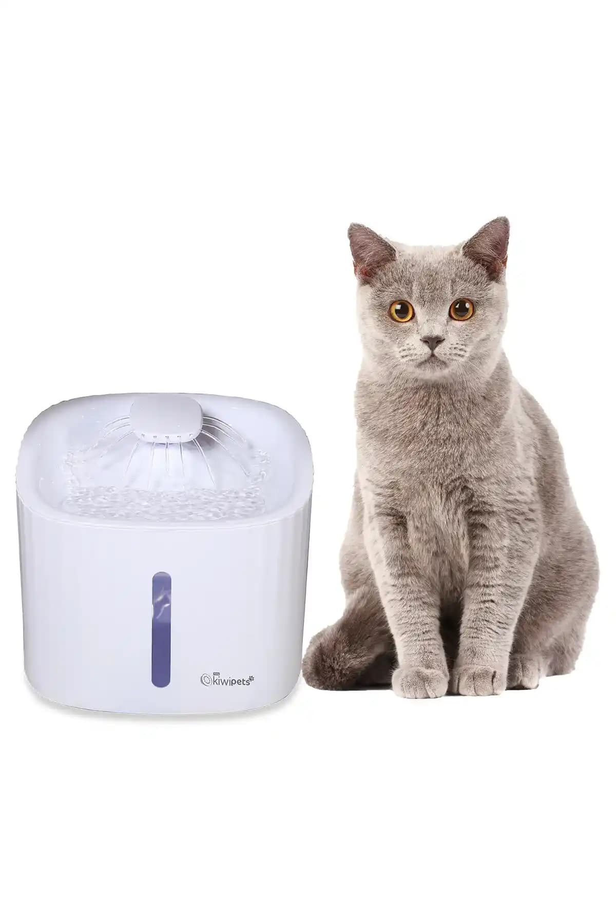 Kiwi Meyvesinin Kökeni, İsminin Anlamı ve Yeni Zelanda ile İlişkisi