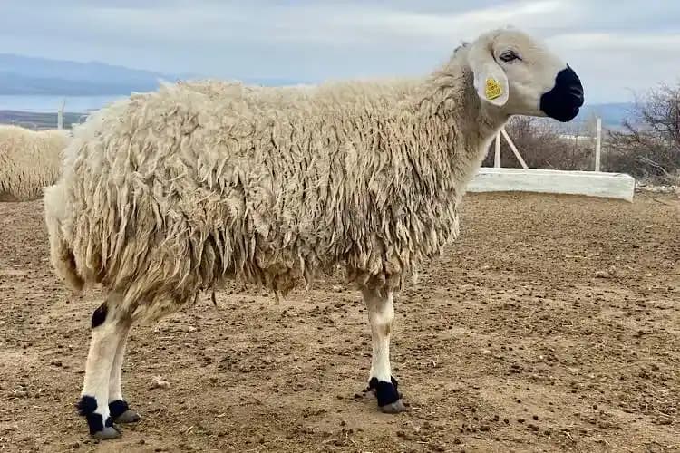 Koyun Beyni Fiyatları, Besin Değerleri ve Tüketim Kültürü Üzerine Kapsamlı İnceleme