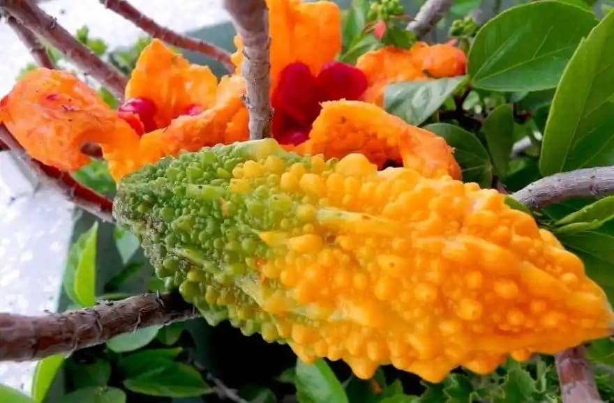 Kudret Narı Mevsimi ve Sağlık İçin Kullanım Alanları Hakkında Bilgi