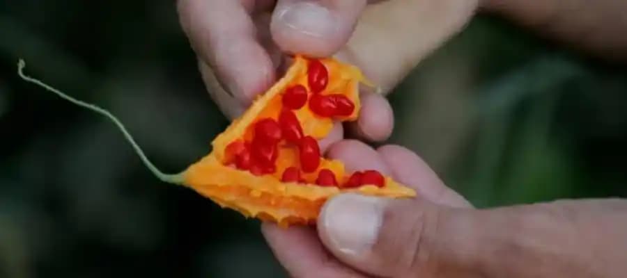 Kudret Narı Yağı Kullanımı: Genel Bilgiler ve Mevcut Bilgi Eksiklikleri