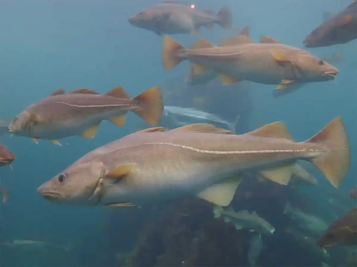 Morina Balığı İçeren Evcil Hayvan Mamaları: Sağlıklı Beslenme ve Ödül Ürünleri