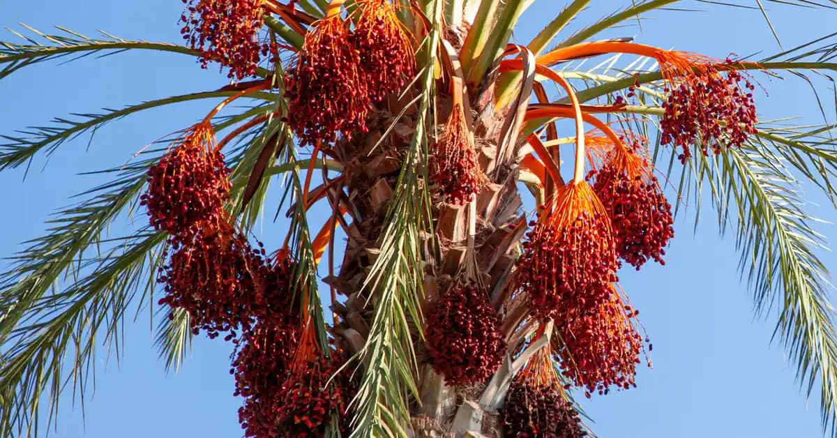 Palmiye Meyvesi Nasıl Yenir? Türlere Göre Tüketim Yöntemleri ve Öneriler